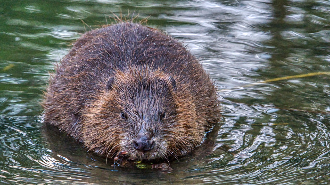 beaver-gb9e8a99a5_1280.jpg